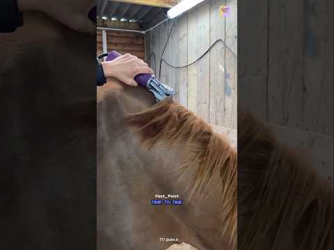 Why Do You Cut Horse Hair? #facts #viralvideo