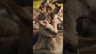 Wildlife Wonders in 8K Ultra HD #WildlifeVideos #AnimalKingdom #WildlifeWatching #WildlifeInUltraHD