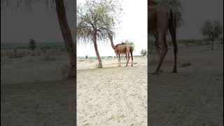 #camel #thardesert #camellife #camelsofdesert #camels #camel_racing #camelculture