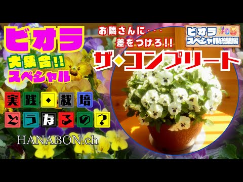 お隣さんに差を付けろ！【ガーデニング】ビオラスペシャル大集合NO.05ザ・コンプリート【園芸】秋植え・植え方・育て方・初心者の方に特に役立つ情報です。