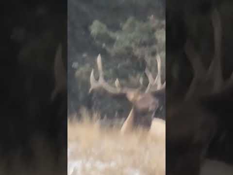 #elk #yellowstone #yellowstonenationalpark #nature