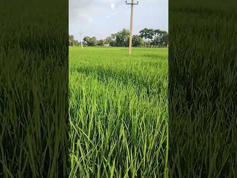 Farming life in India#farming #farminglifestyle