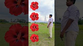 Flower to momfuli,Haramoter,Channa,Makka,#shortsfeed #savan #buget2024 #bsnl #portbsnl #mahadev
