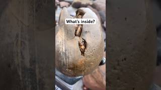 Nodule Full of Fossils Cracked Open