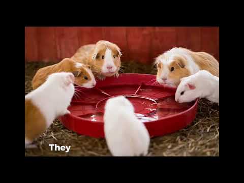 Amazing Guinea pig 🐹