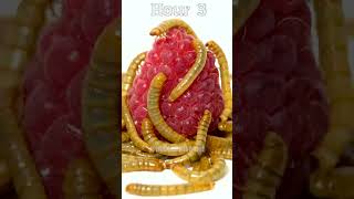 Raspberry Vs Mealworms !4K! #shorts