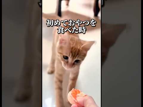 【美味しかったんやろなぁ】#猫 #cat #comedy #shorts #可愛い #仔猫