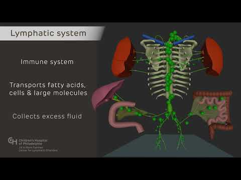 Normal Lymphatic Anatomy and Flow