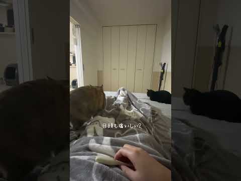 風邪対策について #猫 #cat #shorts