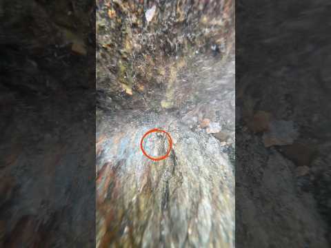 Watch how this gold hardly moves 🤓 #goldpanning #goldprospecting #goldrush