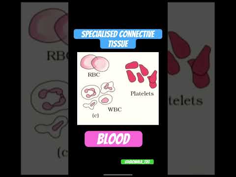 Specialised Connective Tissue - Blood #neet #biology #science #ncert #shorts #trending #tissue
