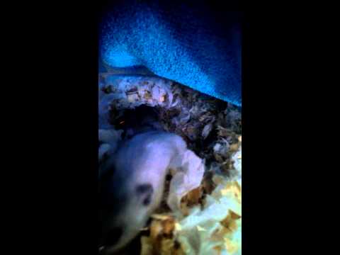 倉鼠 三線鼠 出生紀錄 三線鼠寶寶 【DAY18】