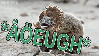 A vicious cry of a VERY angry frog | GOLDBULLET | #holoarmis #goldbullet