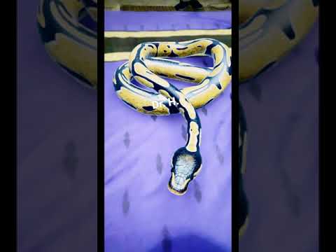 Ball Python Snake in Karachi Pakistan
