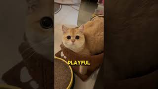 🐾 Munchkin Cat – The Short-Legged Bundle of Joy! 🐱💛