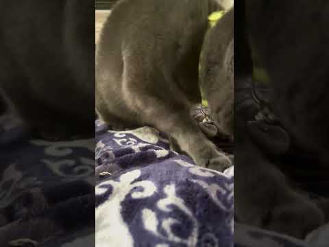 My cat making biscuits #lol #fyp #viral #trending