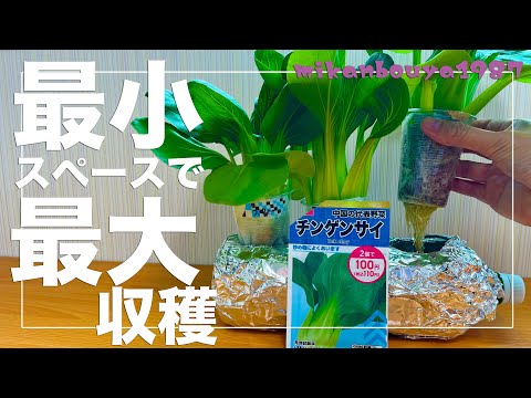 [The smallest and the largest] Easy hydroponic cultivation! Bok choy can grow this big even in a ...