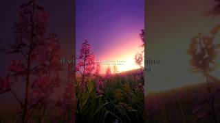 indila - love story (english lyrics) aesthetic edit #indila #lovestory