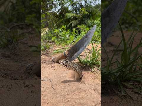 Primitive Technology - Create unique big snake trap with 100% new Knife 🔪 #animaltrap#bigsnake