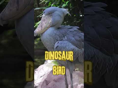 THE DINOSAUR BIRD #birds #bird #amazing #dinosaur #facts #fact #amazingfacts #prehistoric #unknown