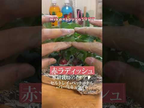 超簡単水耕栽培｜二十日大根はペットボトルとセルトレイとバーミキュライトで簡単に育てられます｜
