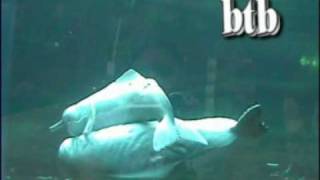 Orinoco river dolphin Behaviour - belly to belly swim