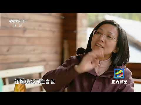 [正大综艺]走悠悠古道 觅淡淡梅香 | 中华地图