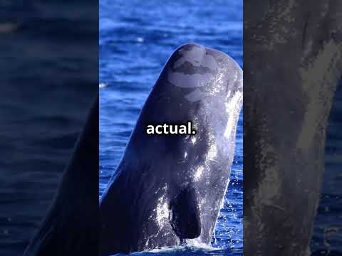 ¿QUIÉN GANARÍA? ¡Cachalote vs Basilosaurio! #batallaépica #animales #naturaleza