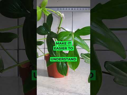 Philodendron Plant #houseplants #plantcare #shortvideo #plants #indoorplants