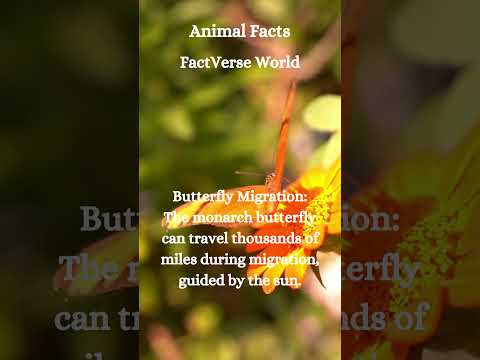 Butterfly Migration #shorts #animals