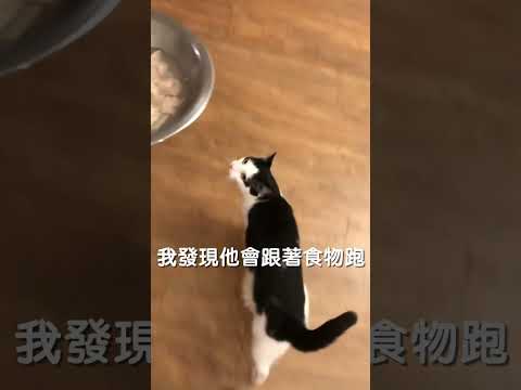 有什麼樣的主人 就有什麼樣的貓我愛吃 niu也愛吃😍#shorts #cat #pet #catlovers #catlife #dailycat #meow #cute #love #niuniu