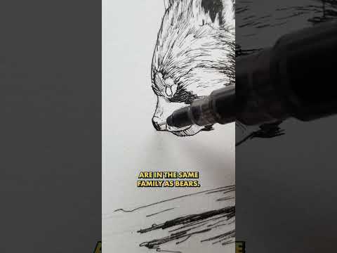 Kung Fu Bear?  #drawing #inkart #panda #kungfupanda