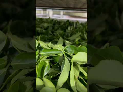 四季春不知春茶菁，沙龍照性感特寫