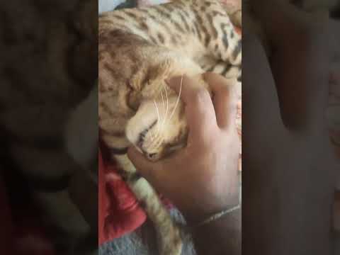#cat #reels #reaction