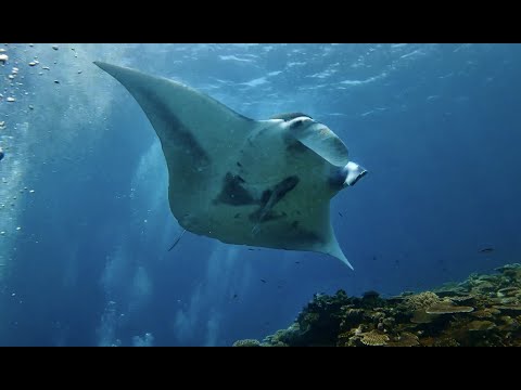 Diving at Manta Point in Ishigaki Island