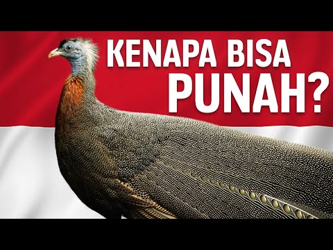 Why This Rare Bird Could Be Extinct From Indonesia? | #LearnAncientWorld