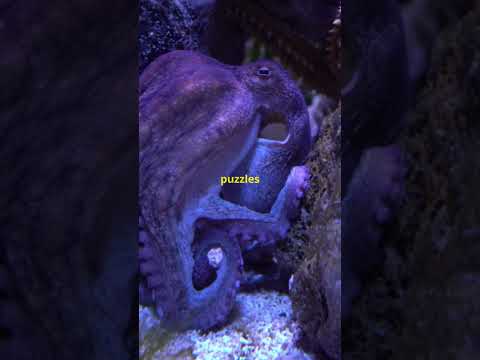 5 Mind-Blowing Animal Behaviors Recently Discovered!
