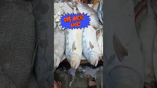 600rs palyi पलई fish at Malad fish market #shorts #fish #fishmarket #vishalprabhe