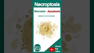 Necroptosis explained in 1 minute | What is necroptosis and pyroptosis? | Pathology in 1 minute