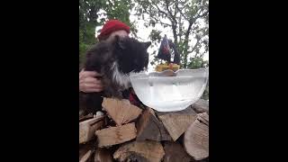 " YoHoHoHo " 6 #harmonica #cat #pirateship #binks #humor #funny #harmonicaplayer #entertainment