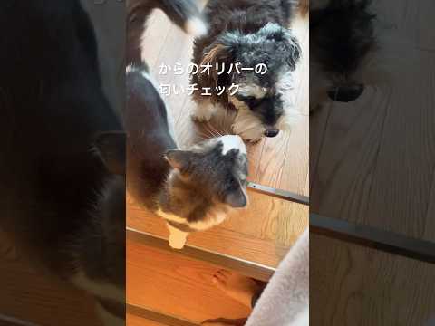 仲良し3匹#親子猫#母猫#仲良し犬猫#癒し猫#ノルウェージャンフォレストキャット #ミニチュアシュナウザー