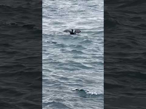 Bird enjoying under water Beylerbeyi Sarayı Sea view, Istanbul, Turkey #beylerbeyi #istanbul #turkey