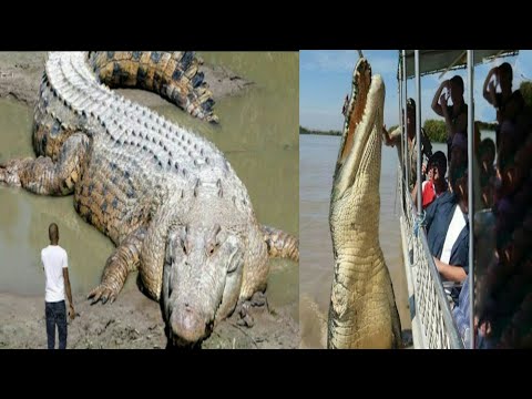 5 Largest  Reptiles In the World ( Crocodile and turtles) #largestReptiles #Reptiles #Crocodile