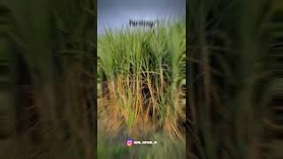 Farming 🌾🌱 #shetkari_brand_status #shetkaribrand #agriculture #automobile #royalshetksri #farming