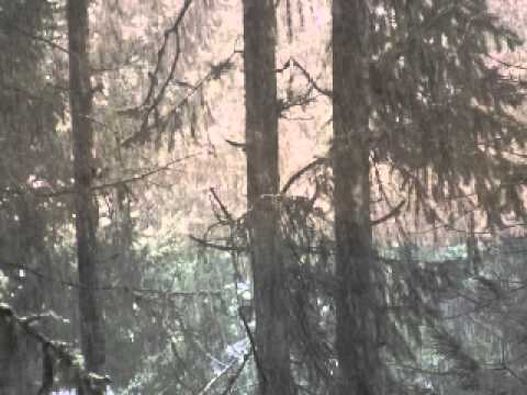 First Snowfall