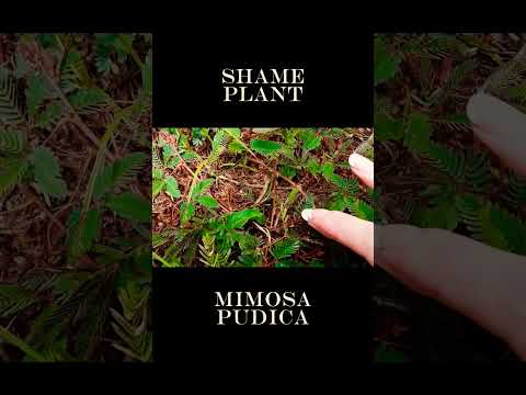 Shame Plant mimosa pudica #plantcare #shortvideo