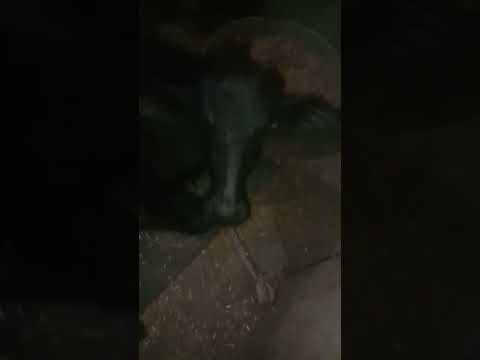 #ytshort #animallover #cute #cutebuffalo #viral #animal #little #cutecow #trending