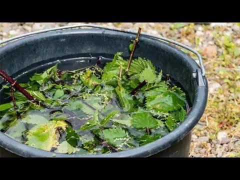 Unlock the Secret Power of Nettles: From Garden Nutrient to Kitchen Delight