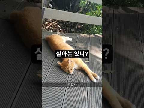죽은거? #고양이 #브이로그 #무더위