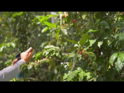 Joe in Mexico Coffee Farms - Coffee berry